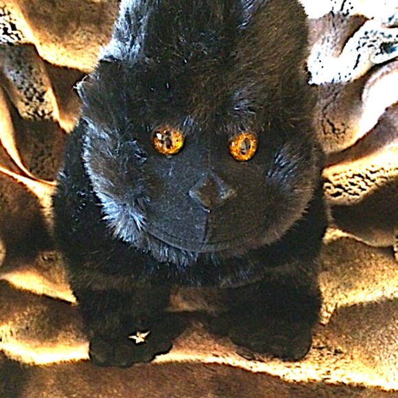RARE NEW SHOWROOM SAMPLE STARS IN THE WILD PLUSH BLACK AND GRAY GORILLA JUNGLE - Picture 12 of 12